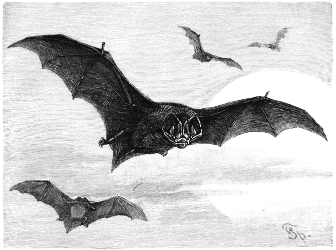 Mopsfledermaus-drawing.jpg &copy; Petwoe