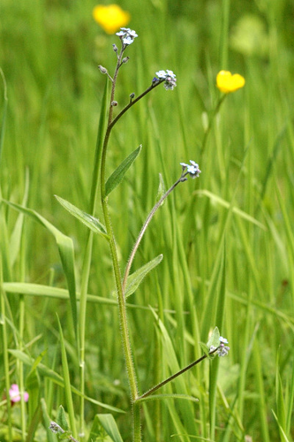 Myosotis.nemorosa2.-.lindsey.jpg &copy; File Upload Bot (Sarefo)