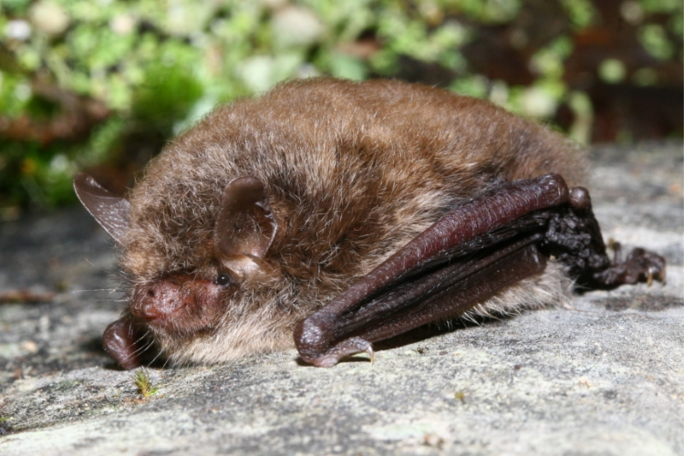 Myotis alcathoe - Manuel Ruedi - 2.JPG &copy; Totodu74