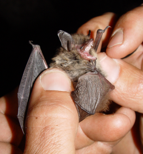Myotis mystacinus.jpg &copy; Mnolf
