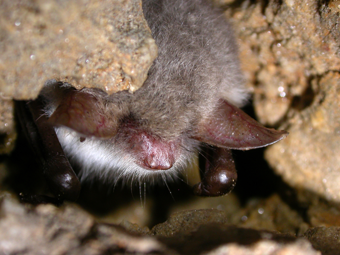 Myotis nattereri (2862347369).jpg &copy; File Upload Bot (Magnus Manske)