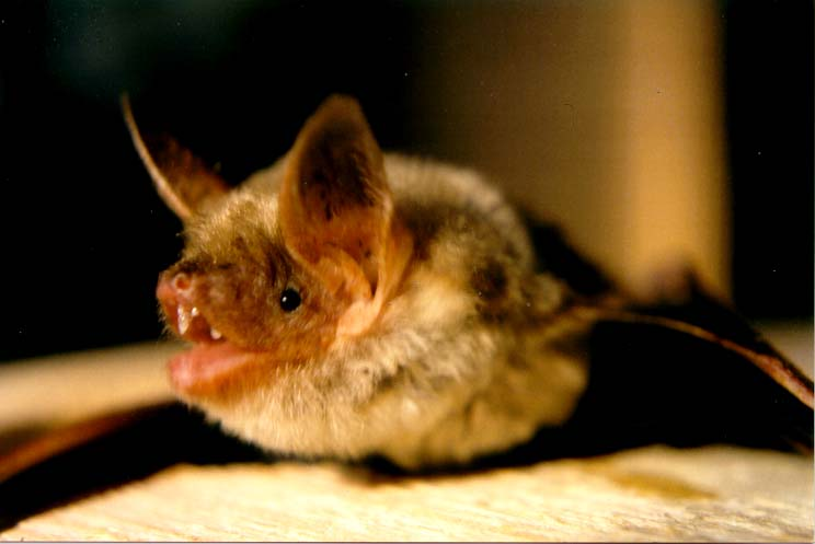 Myotis.jpg &copy; Kristof vt