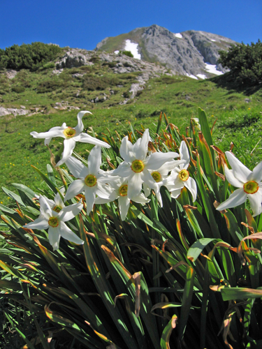 Narcissus poeticus subsp. radiiflorus.1658.jpg &copy; Olei