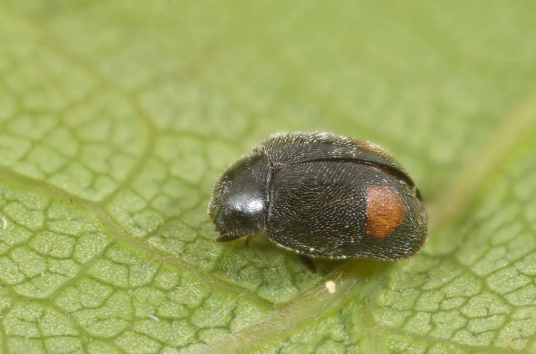 Nephus bipunctatus (5747713939).jpg &copy; File Upload Bot (Magnus Manske)
