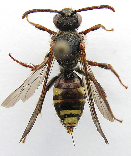 Nomada leucophthalma.jpg &copy; Lymantria