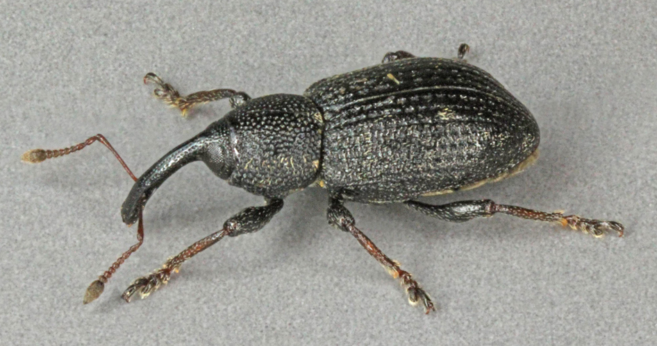 Notaris acridulus, North Wales, August 2012 (18153210368).jpg &copy; Josve05a
