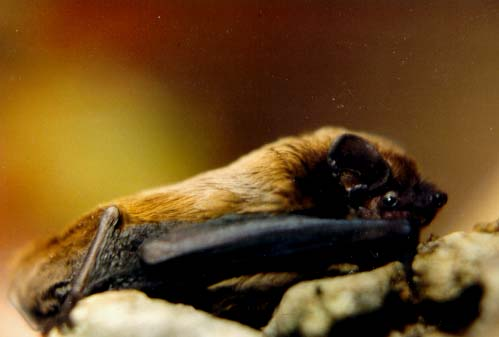 Nyctalus leisleri.jpg &copy; Ark