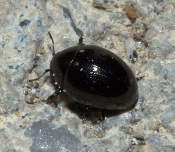 Oomorphus concolor01.jpg &copy; Kulac