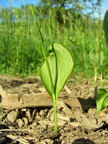 Ophioglossum vulgatum Saarland 01.jpg &copy; Orchi