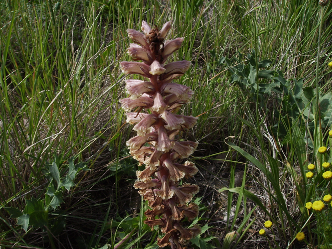 Orobanche amethystea 8 juny.JPG &copy; Victor M. Vicente Selvas