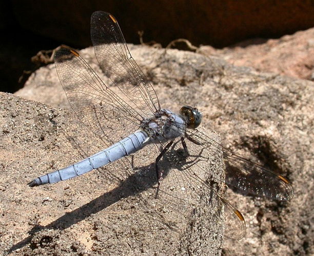 Orthetrum brunneum.jpg &copy; Hydro