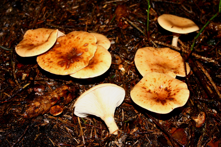 Paralepista gilva 20070927wa.jpg &copy; Strobilomyces