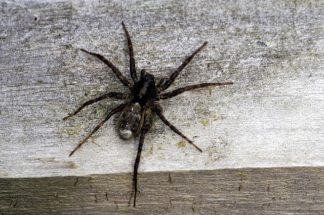 Pardosa.pullata.female.jpg &copy; Sarefo