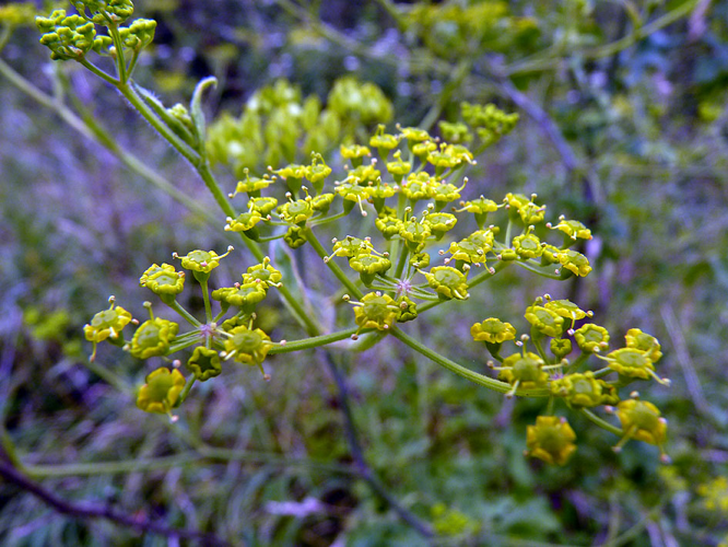 Pastinaca sativa subsp. urens inflorescence (03).jpg &copy; Rasbak