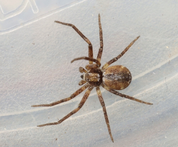 Philodromus collinus.jpg &copy; Loopy30