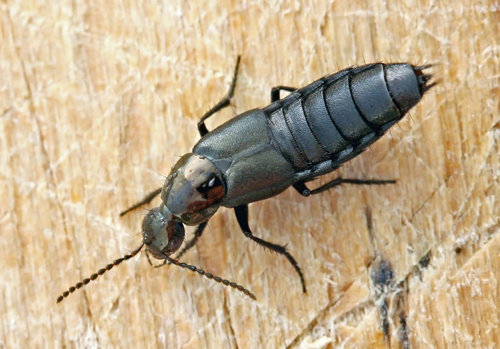 Philonthus decorus01.jpg &copy; Jeffdelonge