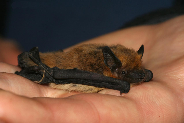 Pipistrellus kuhlii adult.jpg &copy; Leonardoancillotto86