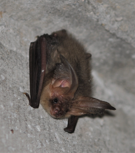Plecotus auritus 2013-2 (cropped).jpg &copy; Totodu74