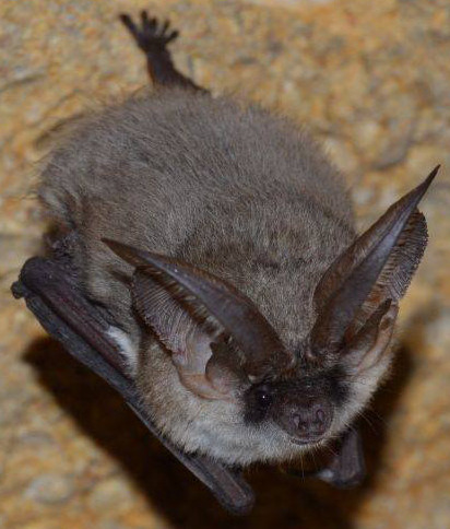 Plecotus austriacus (cropped).jpg &copy; Ellicrum