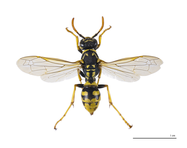 Polistes dominula MHNT.jpg &copy; Archaeodontosaurus