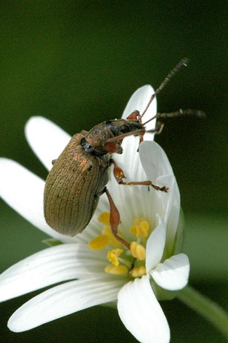 Polydrusus.mollis.jpg &copy; Sarefo