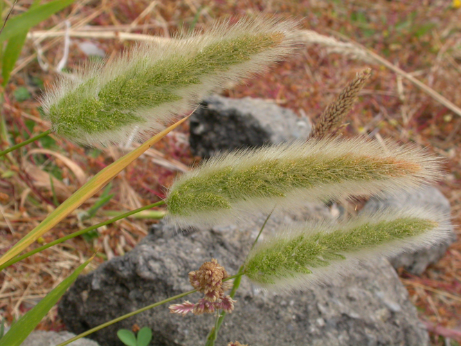 Polypogon monspeliensis 3881578658.jpg &copy; Stickpen