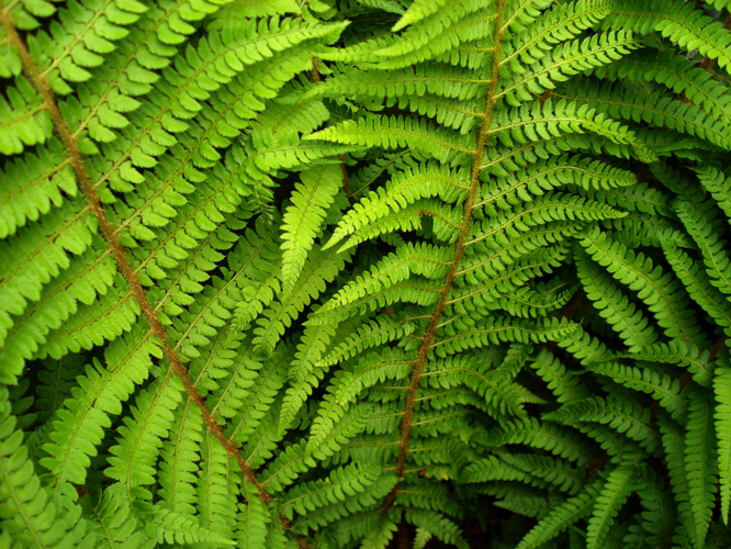 Polystichum setiferum, UK 1.jpg &copy; MPF