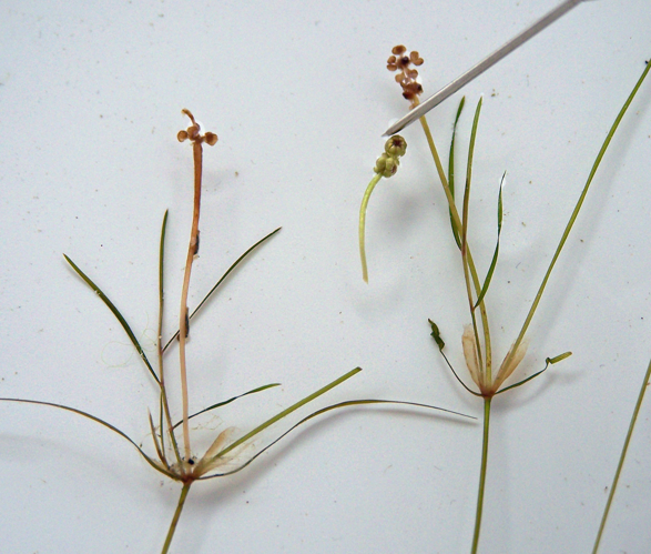 Potamogeton trichoides.jpg &copy; Teacoolish