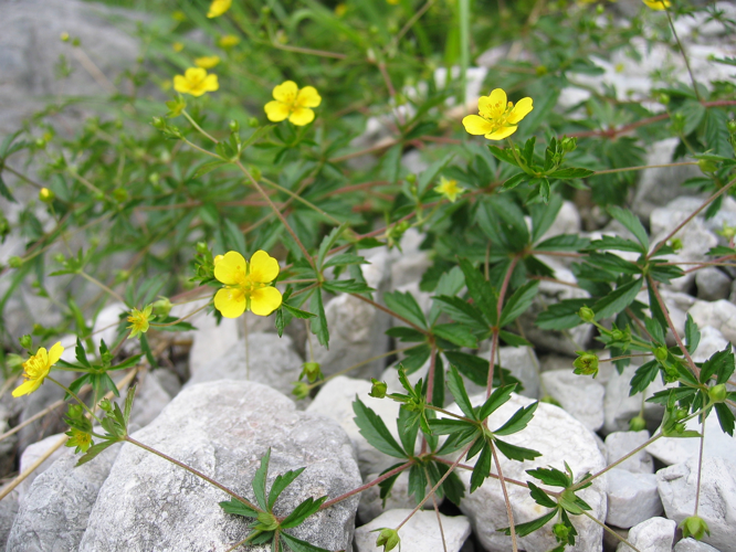 Potentilla erecta01.jpg &copy; Tigerente