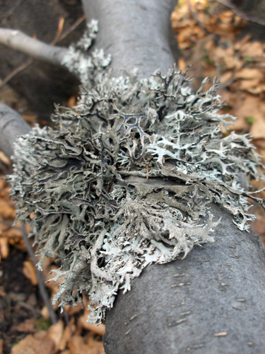 Pseudeverniafurfuracea.jpg &copy; Stemonitis