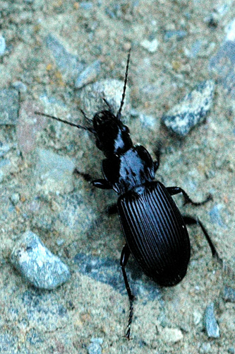 Pterostichus.cristatus.jpg &copy; Sarefo