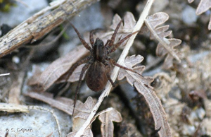 <i>Pardosa pullata</i> (Clerck, 1758) © S. Déjean