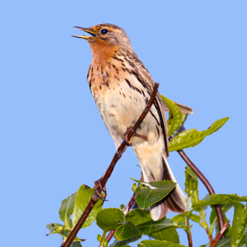 Red-throated Pipit.jpg &copy; Merops