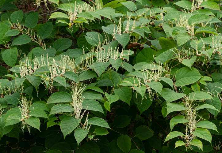 Reynoutria japonica in Brastad 1.jpg &copy; W.carter