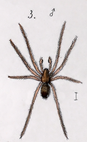 Robertus lividus male.png &copy; Epolk
