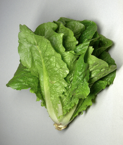 Romaine lettuce.jpg &copy; Rotatebot