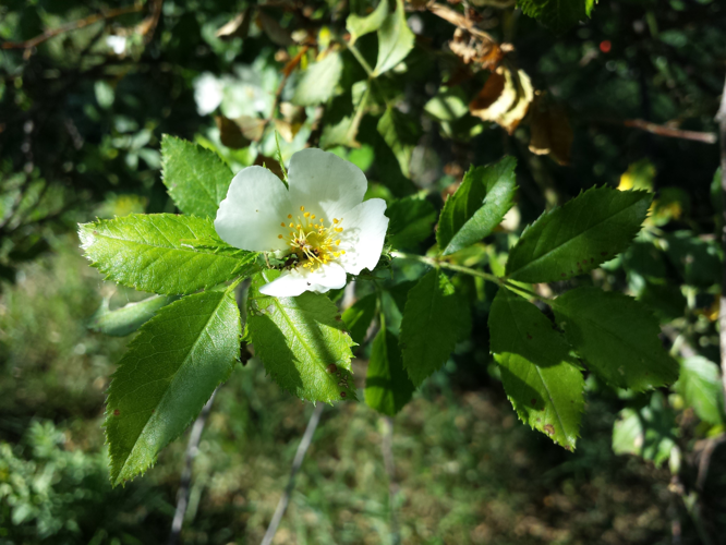 Rosa agrestis sl1.jpg &copy; Stefan.lefnaer