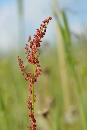 Rumex acetosa - Hapu oblikas.jpg &copy; Iifar