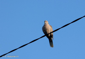 Moisson (78). © O. Roquinarc'h