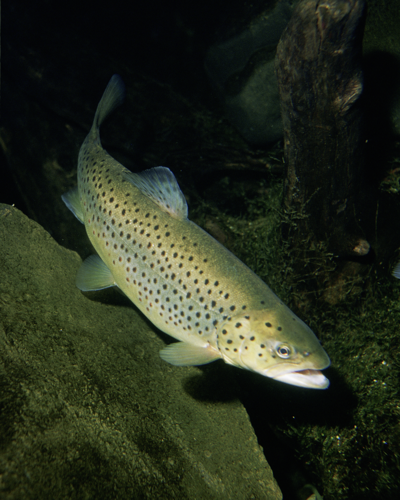 Salmo trutta.jpg &copy; Bricktop