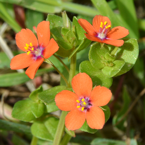 Scarlet Pimpernel (Lysimachia arvensis) - Pollença, Spain 2022-04-15.jpg &copy; Ryan Hodnett