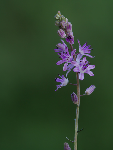 Scilla autumnalis 0.jpg &copy; Zcebeci