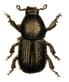 Scolytus.multistriatus.-.calwer.30.05.jpg &copy; File Upload Bot (Sarefo)
