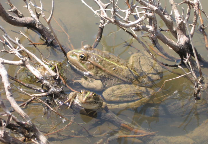 Seefrosch.JPG &copy; Sebaho~commonswiki
