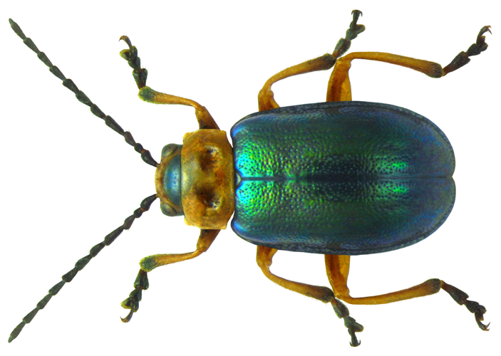 Sermylassa halensis (Linné, 1767) (5597913089) (2).jpg &copy; Butko