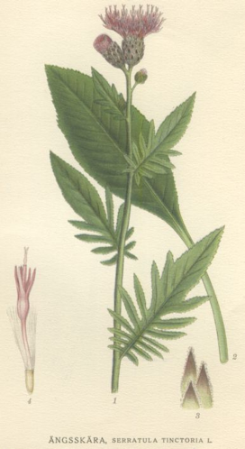 Serratula tinctoria.jpg &copy; Liftarn