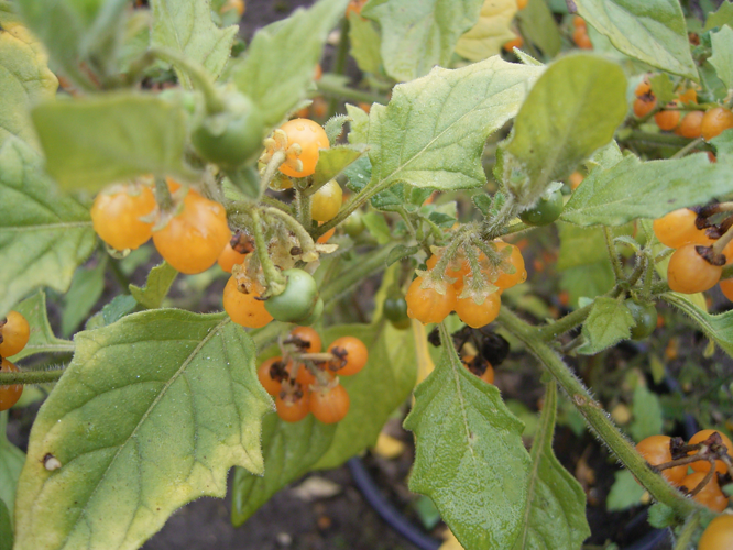Solanum villosum 01-10-2005 11.10.56.JPG &copy; TeunSpaans