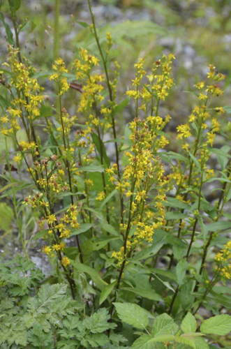 Solidago virgaurea subsp. virgaurea - Gewöhnliche Echt-Goldrute (9723835172).jpg &copy; Lijealso