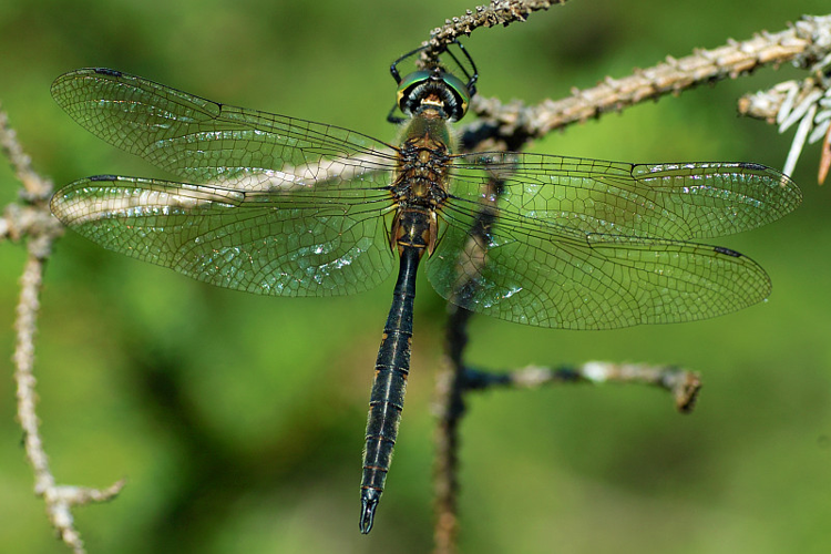 Somatochlora flavomaculata 2.jpg &copy; Skyrk