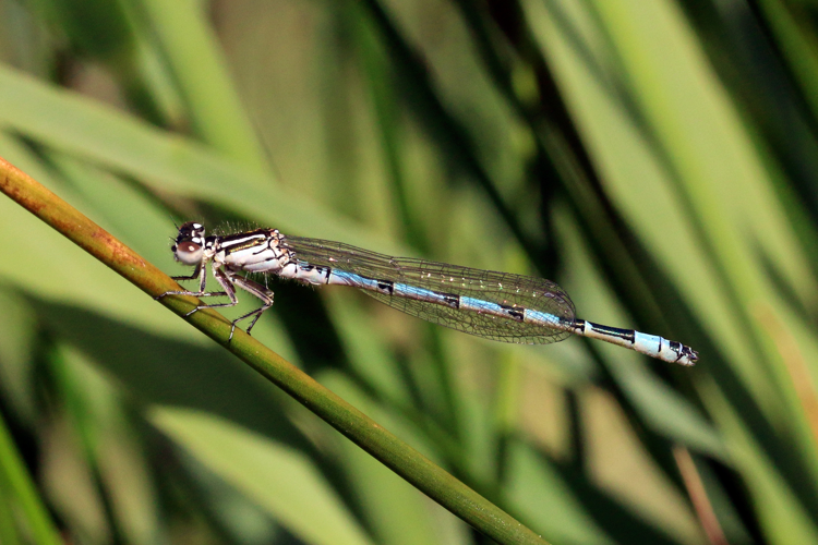 Southern damselfly (Coenagrion mercuriale) immature male Parsonage Moor.jpg &copy; Charlesjsharp